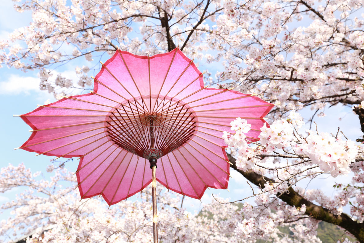 桜和傘 – 和傘CASA