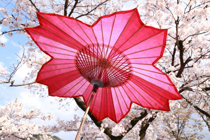 和乐器乐队 5 周年樱花日本伞在出云大社献祭现场揭幕